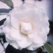 Otome White
